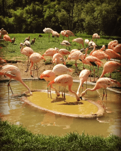 papegaai, planckendaal, zoo, mechelen